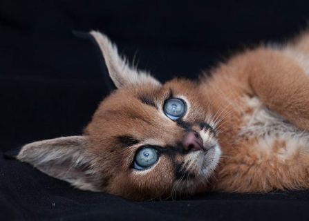 cutest-cat-11.jpg