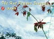 ฮอทเปปเปอร์ - ลมรัก (FLAC)
