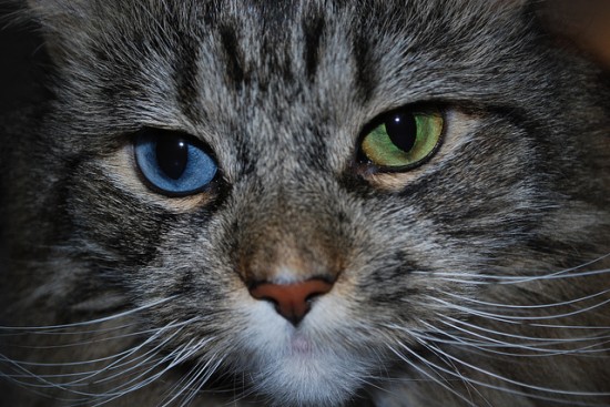 eyedcats9.jpg
