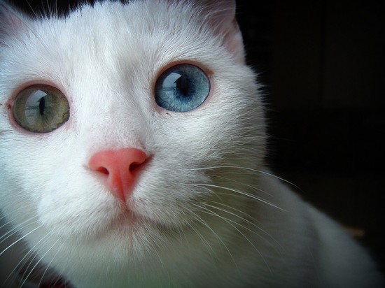 eyedcats20.jpg