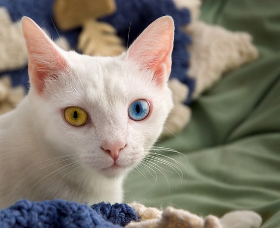 eyedcats19.jpg