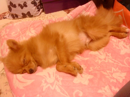 dog-230811-020.jpg