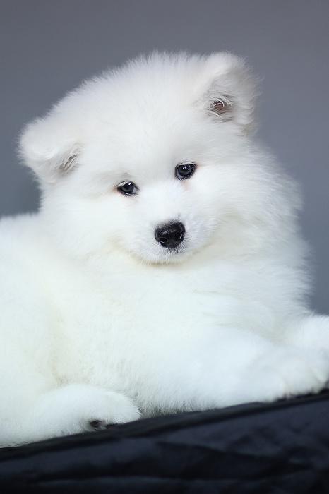 DOG-190911-05.jpg