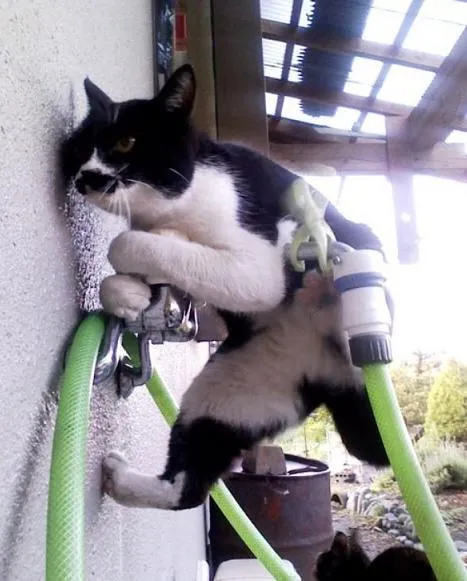 cat17.webp