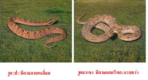 snake1.jpg
