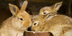 กระต่าย.jpg