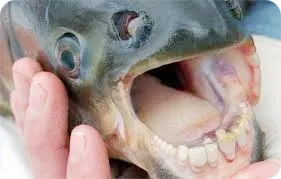 ปลาฟันคน.webp