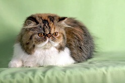 cat2.jpg