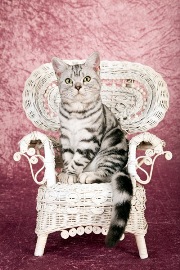 cat4.jpg