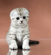 cat7.jpg