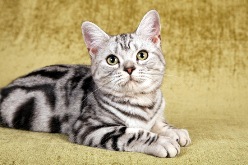 cat6.jpg