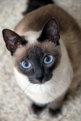 cat10.jpg