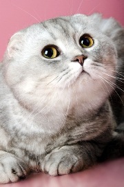 cat8.jpg
