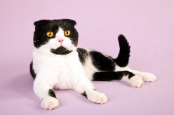 cat9.jpg