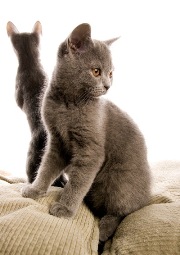 cat14.jpg