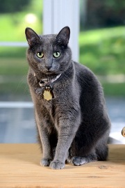 cat13.jpg
