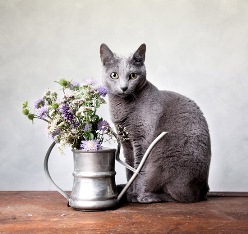 cat15.jpg