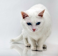 cat16.jpg