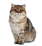 cat19.jpg