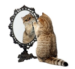 cat20.jpg