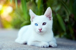 cat17.jpg