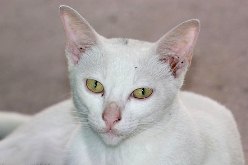 cat18.jpg