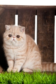 cat21.jpg
