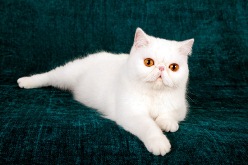 cat22.jpg