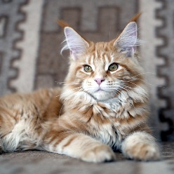cat24.jpg