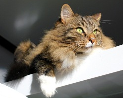 cat25.jpg