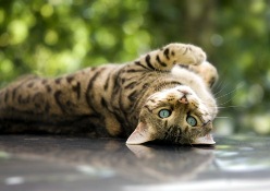 cat27.jpg