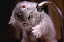 แมวไม่ชอบน้ำ.jpg