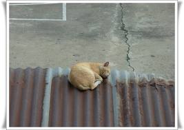 แมวนอนๅๅ.jpg