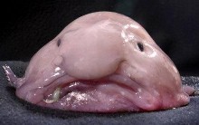 ปลา.jpg