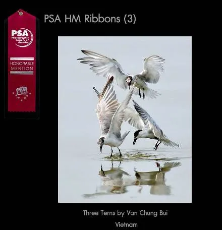 15.1Nature-Ribbons-PSA.webp