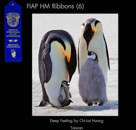 19.1Nature-Ribbons-FIAP.webp