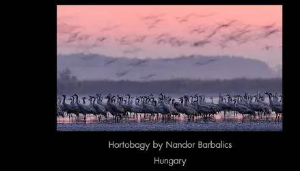 19.2Nature-Ribbons-FIAP.webp