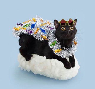cat2.jpg