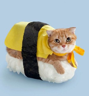 cat3.jpg