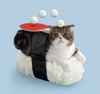 cat11.jpg