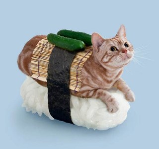 cat9.jpg
