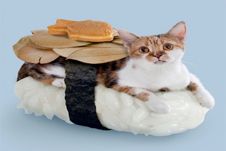 cat12.jpg