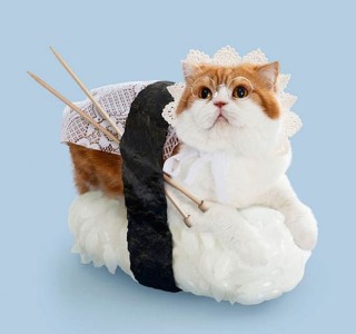 cat10.jpg