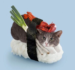 cat8.jpg
