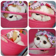 kapook_world-430506.jpg