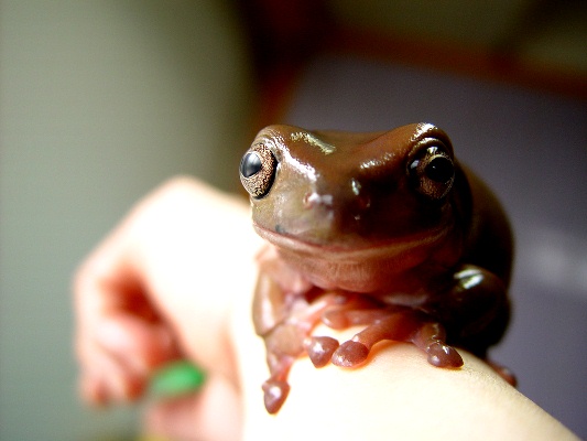 White-Tree-Frog-141113-03.jpg
