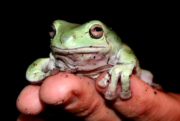 White-Tree-Frog-141113-01.jpg