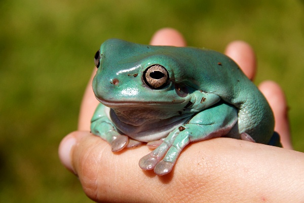 White-Tree-Frog-141113-02.jpg
