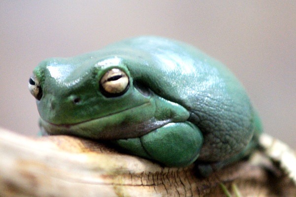 White-Tree-Frog-141113-07.jpg