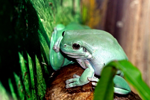 White-Tree-Frog-141113-05.jpg
